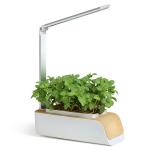 Do I need to use special plant food?