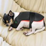 How often should I use the therapy belt on my dog?