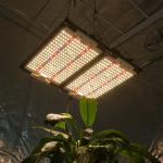 What is the lifespan of this light?